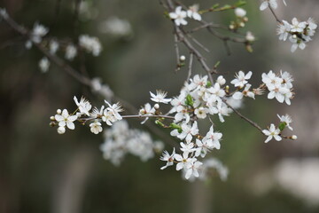 Trees and flowers from Parque Quinta de los Molinos in Madrid