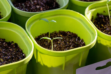 Tomato seedlings on the windowsill