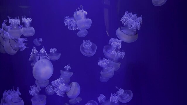 BARREL JELLYFISH, Rhizostoma pulmo, jellyfish swimming on blue background