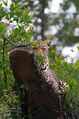 Fototapeta na wymiar A female Leopard lying on a tree trunk looking through leaves into the camera, Greater Kruger. 
