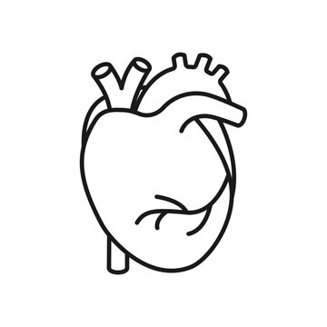Human heart icon. High quality black vector illustration.