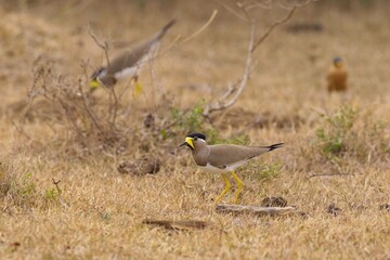 Yellow-wattled Lapwing (Vanellus malabaricus) in Sri Lanka