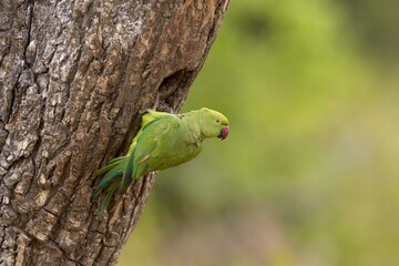 Nesting the rose-ringed parakeet (Psittacula krameri), also known as the ring-necked parakeet, is a medium-sized parrot. Beautiful colourful  parrot, cute parakeets perched on a branch. Alexandr Malý