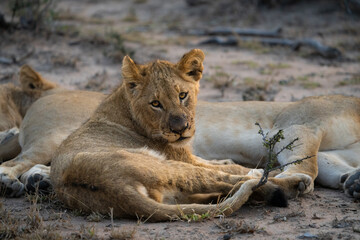 A young lion cub looking over his shoulder into the camera, Greater Kruger.