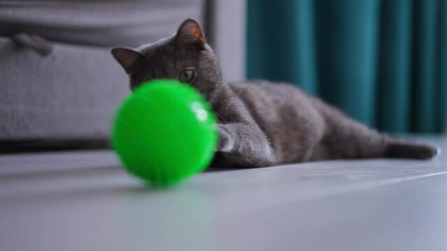 Portrait of confident pet cat lying on floor playing with green ball rolling on floor. Curious animal biting toy pushing with paw