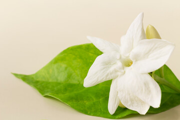Fototapeta na wymiar White mogra or arabian jasmine or Jasminum sambac flower Buds on Beige background