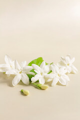 Fototapeta na wymiar White mogra or arabian jasmine or Jasminum sambac flower Buds on Beige background