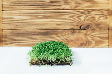 Home gardening. Greenery microgreens, sorrel on a linen rug on a wooden background. Front view