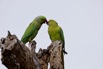Pair of the rose-ringed parakeet (Psittacula krameri), also known as the ring-necked parakeet, is a medium-sized parrot. Beautiful colourful  parrot, cute parakeets perched on a branch. Alexandr Malý