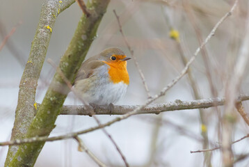 European robin, Erithacus rubecula. A bird sits on a tree branch in the forest