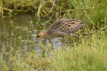 Spotted Crake - Porzana porzana - at the wetland, Marche