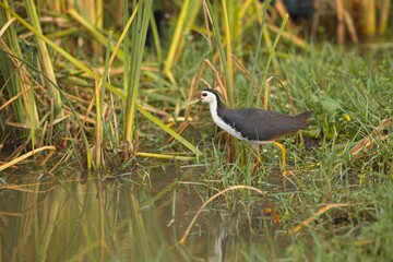 White-breasted Waterhen (Scientific Name: Amaurornis phoenicurus), A close-up image taken at the floating wetlands Sri Lanka