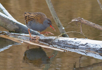 Water rail, Rallus aquaticus. A bird walks along a freezing river in search of food