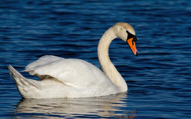 Mute swan, Cygnus olor. The male swims down the river