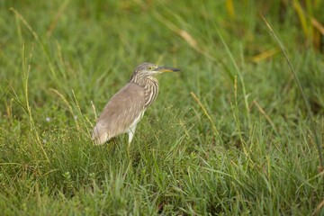 The Indian pond heron or paddybird (Ardeola grayii), Volavka Hnědohřbetá, Sri Lanka
