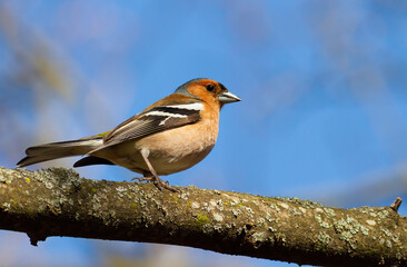 Common chaffinch, Fringilla coelebs. The male bird sits on a branch and looks away