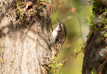 Eurasian treecreeper, Certhia familiaris. A bird climbing a tree looking for insects to eat