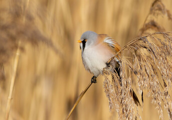 Bearded reedling, Panurus biarmicus. A bird sits on a reed stalk on a riverbank