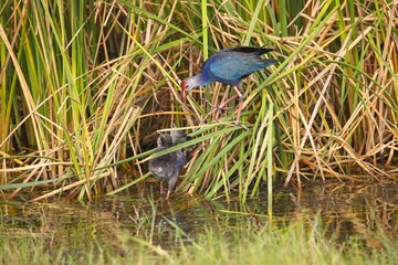 The colourful Indochinese Grey-headed Swamphen with baby, Porphyrio poliocephalus viridis, on floating vegetation fluffing up its feathers in super light