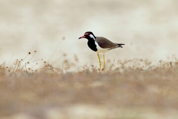 Beautiful red-wattled lapwing bird (Vanellus indicus) in the hole, bird of Sri Lanka, Čejka černoprsá