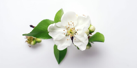 Discover the Delicate Charm of Apple Blossoms. AI Generated Art. Wallpaper, Background, Whitespace, Concept Art.