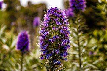 Park Quell by Antoni Gaudi, Barcelona, Spain