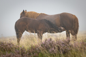 foal feeding from mare on a rainy and foggy day.