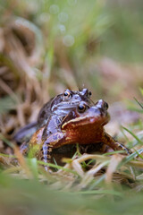 Common toads mating. 