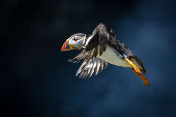 Atlantic Puffin flying around The cliffs of The Wick on Skomer Island, Pembrokeshire, Wales