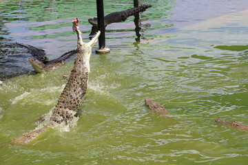 The crocodile jump on the river