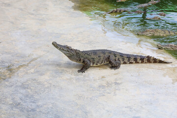 The salt crocodile is stay near the river