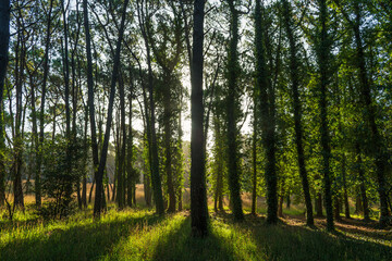 Fototapeta premium Rays of sunlight passing through the trees of a forest.
