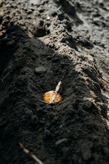 Planted Potatoes At Vegetable Garden. Concept Of Eco Food. Fresh Organic Potatoes In Field. Potatoes On Ground In Field.