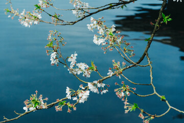 cherry blossom in spring