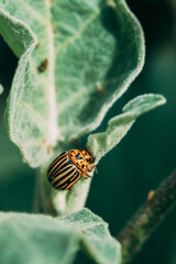 Colorado Beetle Eats A Potato Leaves Young. Colorado Potato Striped Beetle Or Leptinotarsa Decemlineata Is Serious Pest Of Potatoes. Pests Destroy A Crop In The Field. Concept Of Food Safety.