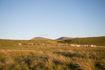 Welsh Mountain Ponies grazing over welsh mountains. Llyn Y Fan peaks in the distance,  Brecon...