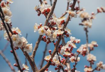 Nature in spring. A branch with beautiful white spring apricot flowers on a tree. A natural scene with a blooming apricot on the background of flowering, selective focus. Blooming background.