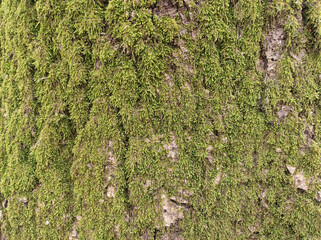 green moss growing on the tree bark in the forest