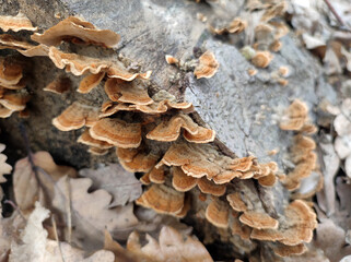 wild brown mushrooms growing on the tree bark