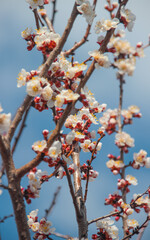 Nature in spring. A branch with beautiful white spring apricot flowers on a tree. A natural scene with a blooming apricot on the background of flowering, selective focus. Blooming background.