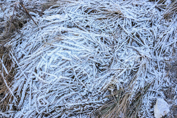 Grass covered  with frost