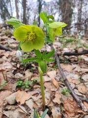 green blooming helleborus flower in the forest 