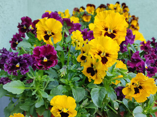 colorful blooming pansy flowers in the old clay flower pot
