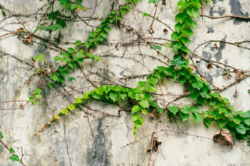 green moss on a wall