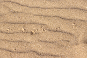 Footprint of animal in a desert, Fuerteventura