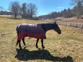 A beautiful single horse standing alone in a field wearing a blanket coat to keep warm during...