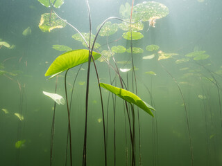 Floating leaves of water lily growing towards water surface