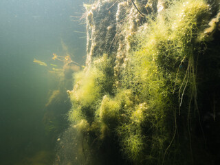 Red algae (Rhodophyta) on peat bank of a bog lake