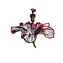 Color sketch of a shoe flower with transparent background