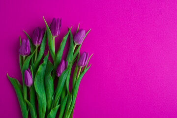 Fototapeta premium Fresh flower composition, a bouquet of tulips, magenta background. Greeting concept, Women's, Mother's Day,